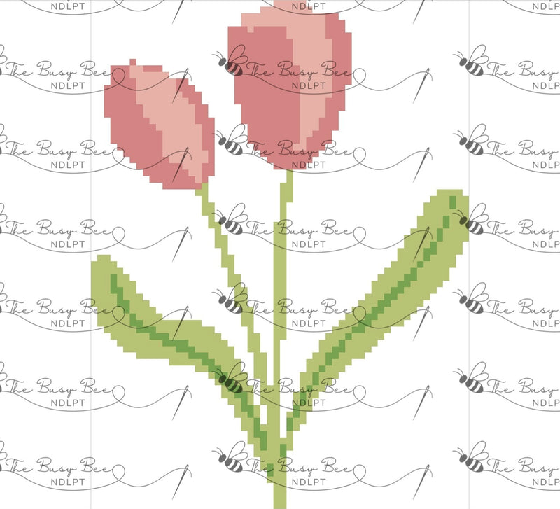 Pinky Tulip